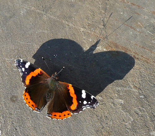 butterfly